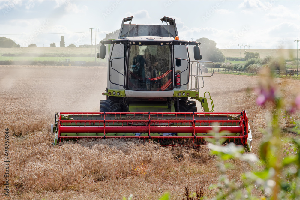 Fototapeta premium Wheat harvesting in the summer season by a modern combine harvester. Farmers securing food supply and feeding the nation
