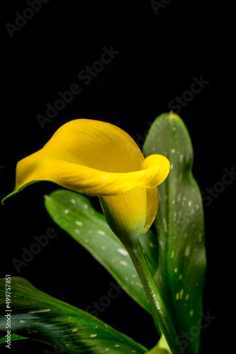 Calla flower Zantedesc is yellow and green leaves in a pot. On a black background photo