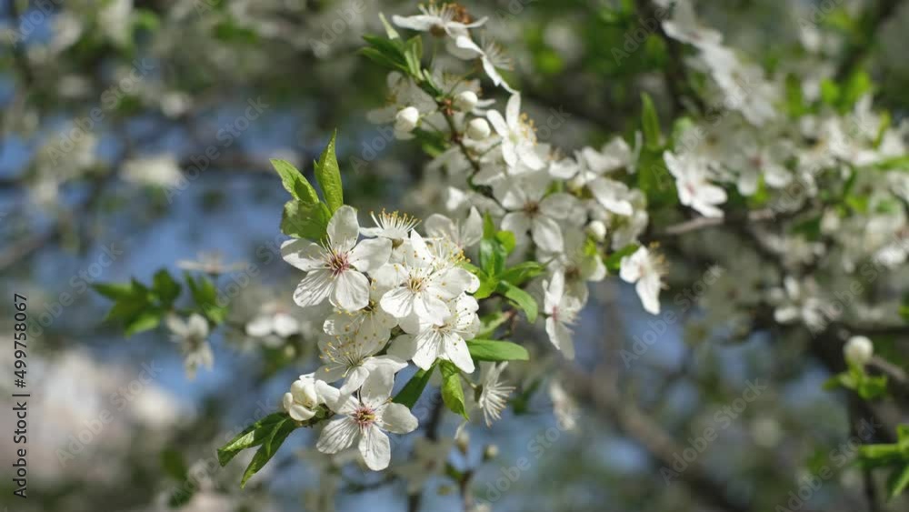 Blooming trees in spring. Branches of cherry blossoms against the blue sky. Blooming trees in spring. Branches of cherry blossoms against the blue sky.
