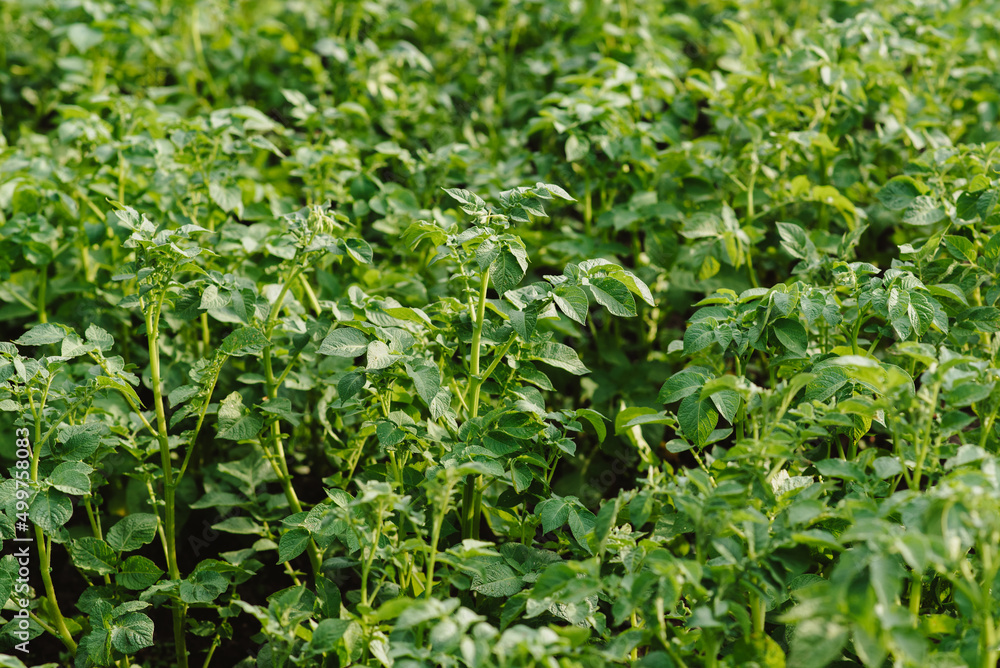 Green leaves of a potato plant grown in the city by a large plan. Green leaves of a potato plant grown in the city by a large plan.