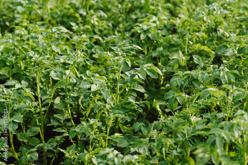 Green leaves of a potato plant grown in the city by a large plan.