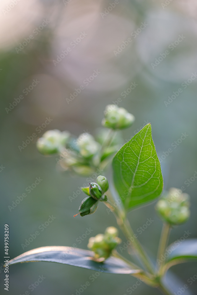 Closeup nature view of green leaf Closeup nature view of green leaf