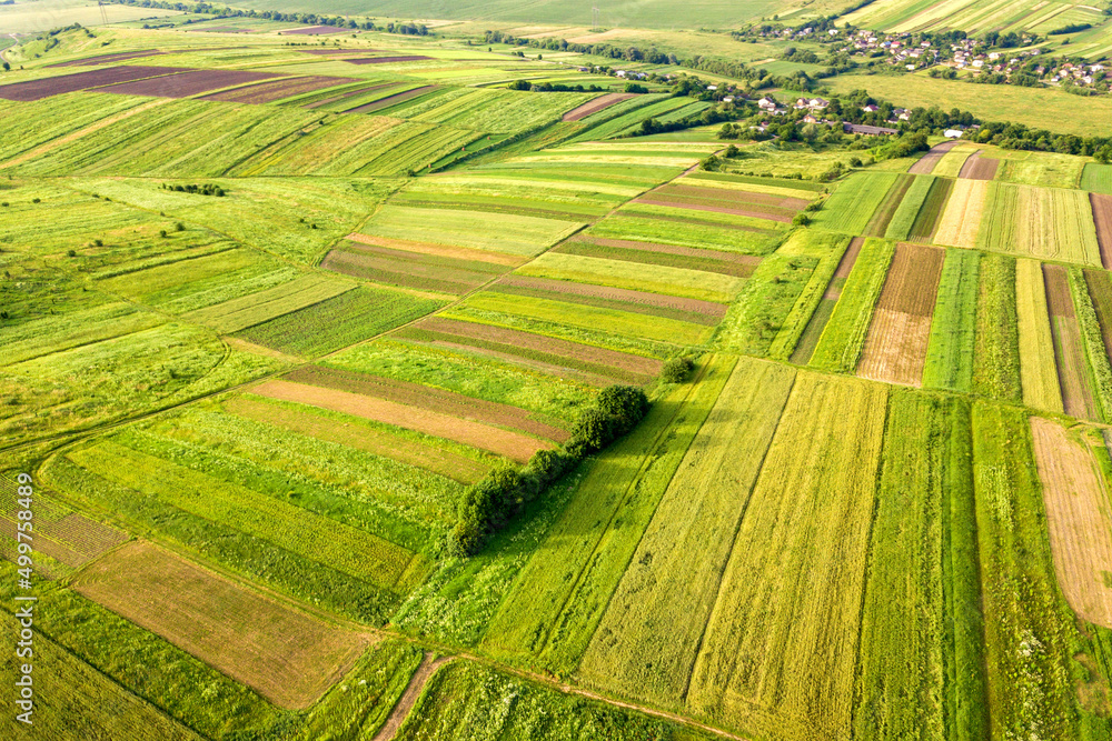Fototapeta premium Aerial view of green agricultural fields in spring with fresh vegetation after seeding season on a warm sunny day.