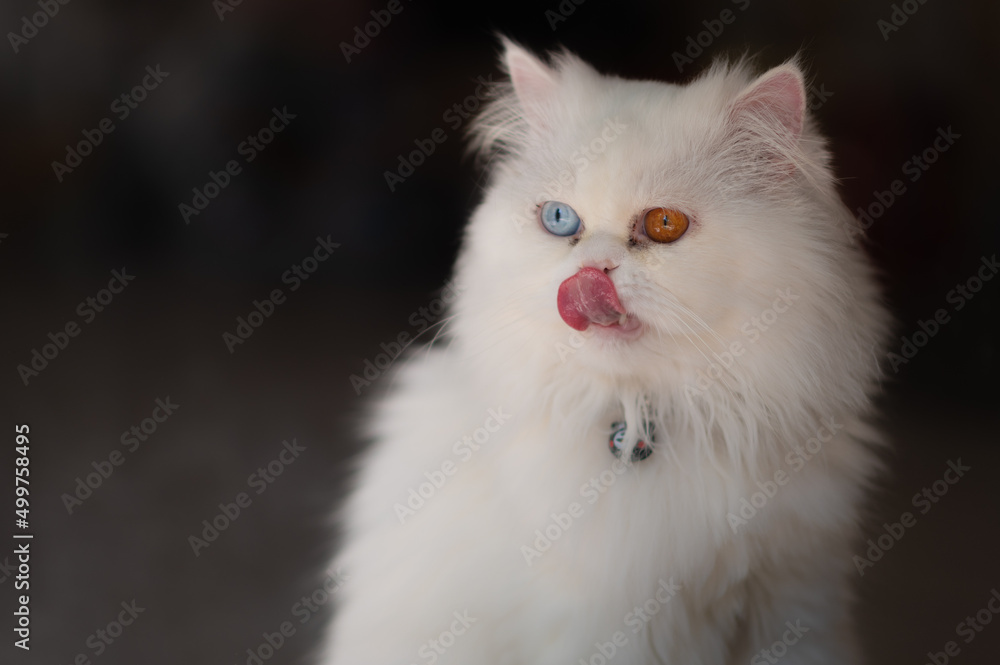 Khao Manee cat with different colored eyes, It is a rare breed of cat originating in Thailand.