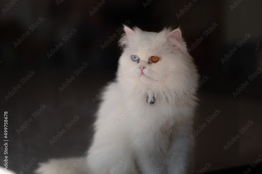 Khao Manee cat with Diamond eye cat, different colored eyes, It is a rare breed of cat originating in Thailand