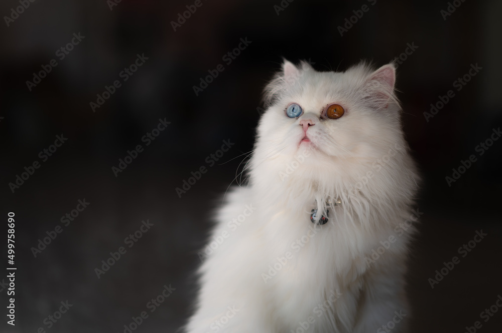 Khao Manee cat with Diamond eye cat, different colored eyes, It is a rare breed of cat originating in Thailand Khao Manee cat with Diamond eye cat, different colored eyes, It is a rare breed of cat originating in Thailand