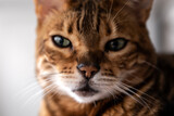 Brown striped Bengal cat startlingly looks into the camera