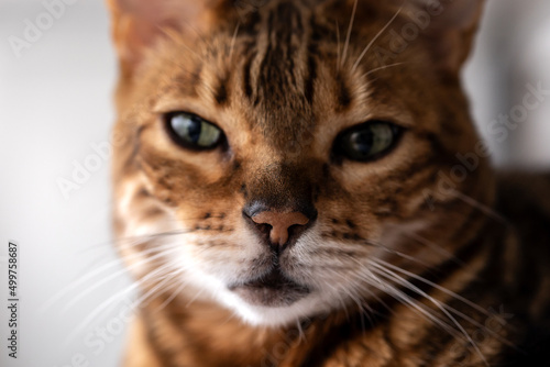 Brown striped Bengal cat startlingly looks into the camera