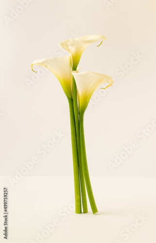 White calle flowers on bright background. Spring or summer concept. Minimal fresh flowers idea. Copy space.