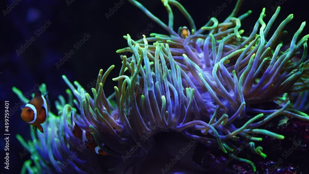 An intensely beautiful, fluorescent and vibrant sea anemone gently sways in the current as clownfish take shelter by swiming through the anemone's colourful tentacles. An intensely beautiful, fluorescent and vibrant sea anemone gently sways in the current as clownfish take shelter by swiming through the anemone's colourful tentacles.
