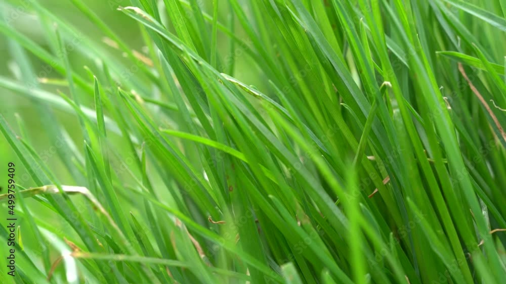 Grass has grown very long and is blowing in the wind Grass has grown very long and is blowing in the wind