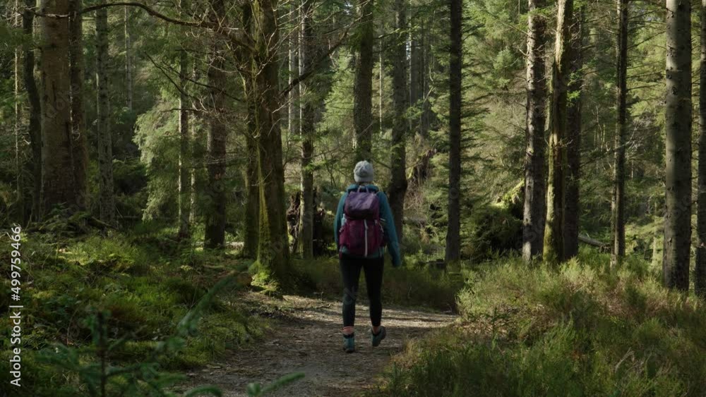 A woman walks past a camera while going for a gentle hike through a lush, green coniferous forest as shafts of sunlight highlight the trees and walking trail. Near Loch Ard, Aberfoyle, Scotland. A woman walks past a camera while going for a gentle hike through a lush, green coniferous forest as shafts of sunlight highlight the trees and walking trail. Near Loch Ard, Aberfoyle, Scotland.