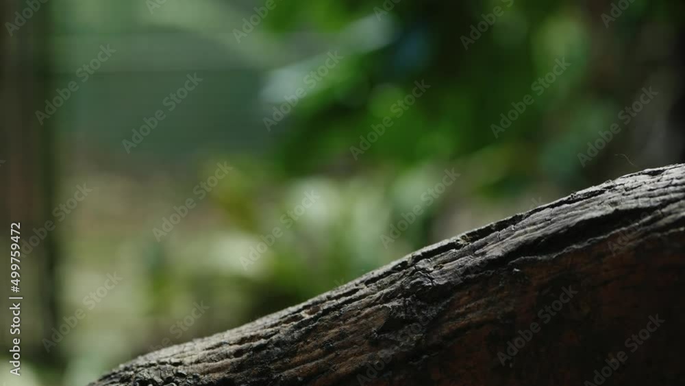 An eastern pygmy marmoset (Callithrix pygmaea) sits on a branch in front of the camera before walking out of shot along a tree. Pygmy marmoset are the smallest monkey species in the world An eastern pygmy marmoset (Callithrix pygmaea) sits on a branch in front of the camera before walking out of shot along a tree. Pygmy marmoset are the smallest monkey species in the world