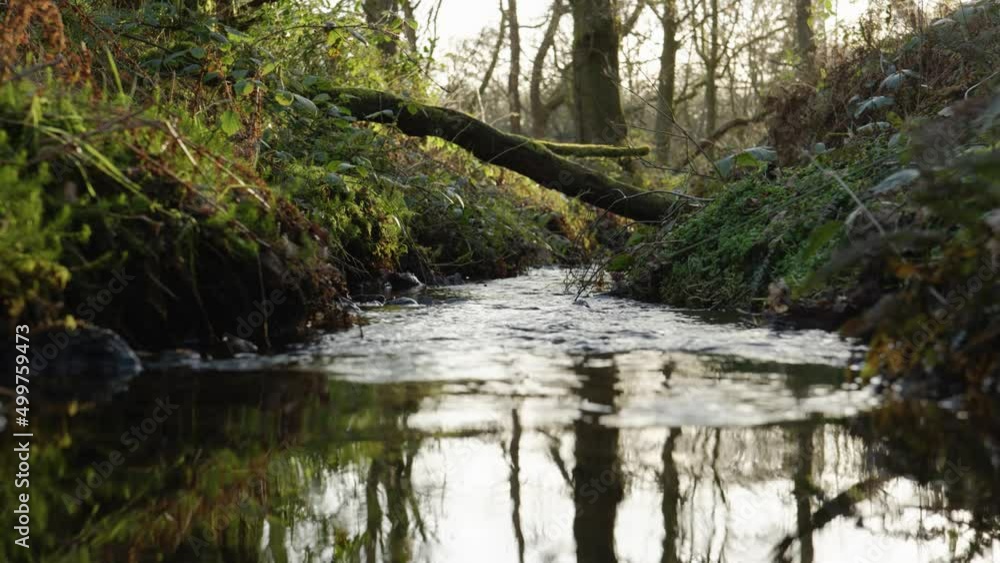 A slow river gently flows through a native broadleaf woodland as the sun sets in the background behind forest trees near Aberfoyle in the Queen Elizabeth Forest Park, Scotland. A slow river gently flows through a native broadleaf woodland as the sun sets in the background behind forest trees near Aberfoyle in the Queen Elizabeth Forest Park, Scotland.