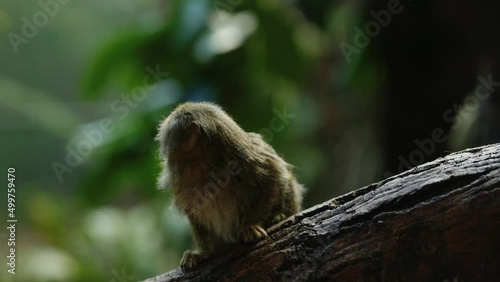 An tiny eastern pygmy marmoset (Callithrix pygmaea) sits nervously on a branch of a tree in front of the camera exploring its surroundings. Pygmy marmoset are the smallest monkey species in the world photo