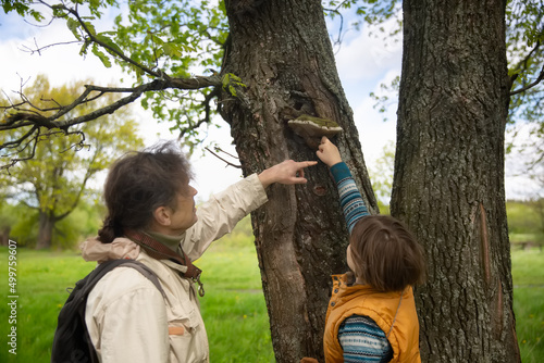 teacher and child are looking at bark of tree, tinder fungus on tree. Children explore and study nature, world around them. Children's curiosity, interest in nature © natalialeb