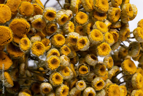Tanacetum vulgaris. Yellow dry flowers on a white background. Texture of dried flowers. Medicinal herbs. Alternative medicine.