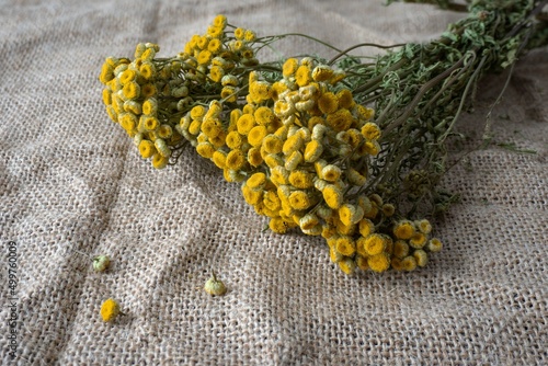 Tanacetum vulgaris. Dried herbs for tea on a fabric background. Bouquet of flowers of medicinal herbs. Alternative medicine.