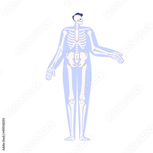 Skeleton anatomy in human body. Internal skeletal system with bones, skull in abstract persons silhouette. Anatomical structure, anterior scheme. Flat vector illustration isolated on white background