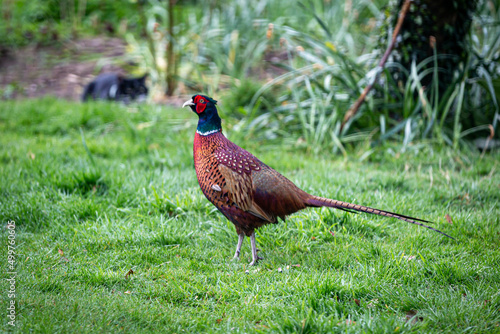 A Male Pheasant with a Cat in the Distance Behind