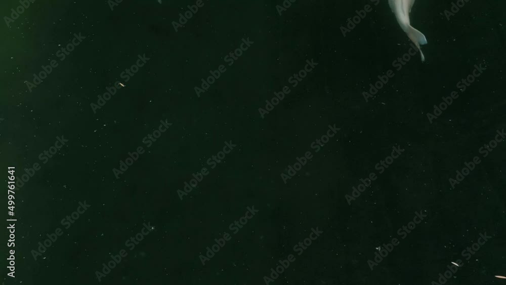 Fishes swimming in the pond. Carps swimming in dark background. Colorful fishes in the pool. Fishes swimming in the pond. Carps swimming in dark background. Colorful fishes in the pool.
