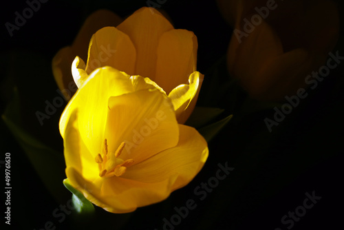 Close-up of yellow blooming tulips on a black background. © Dzmitry