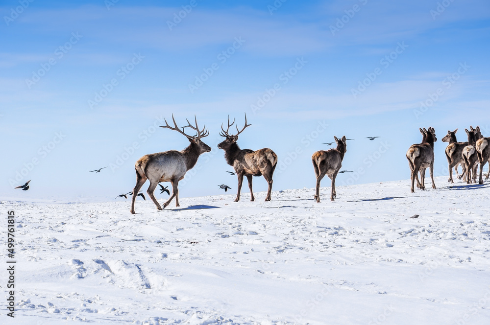 Deer in the snow in the natural streak of the nature reserve in the mountains. The symbol of the New Year and Christmas of the team of Santa Claus, the leader of the pack of the leader of the reindeer Deer in the snow in the natural streak of the nature reserve in the mountains. The symbol of the New Year and Christmas of the team of Santa Claus, the leader of the pack of the leader of the reindeer