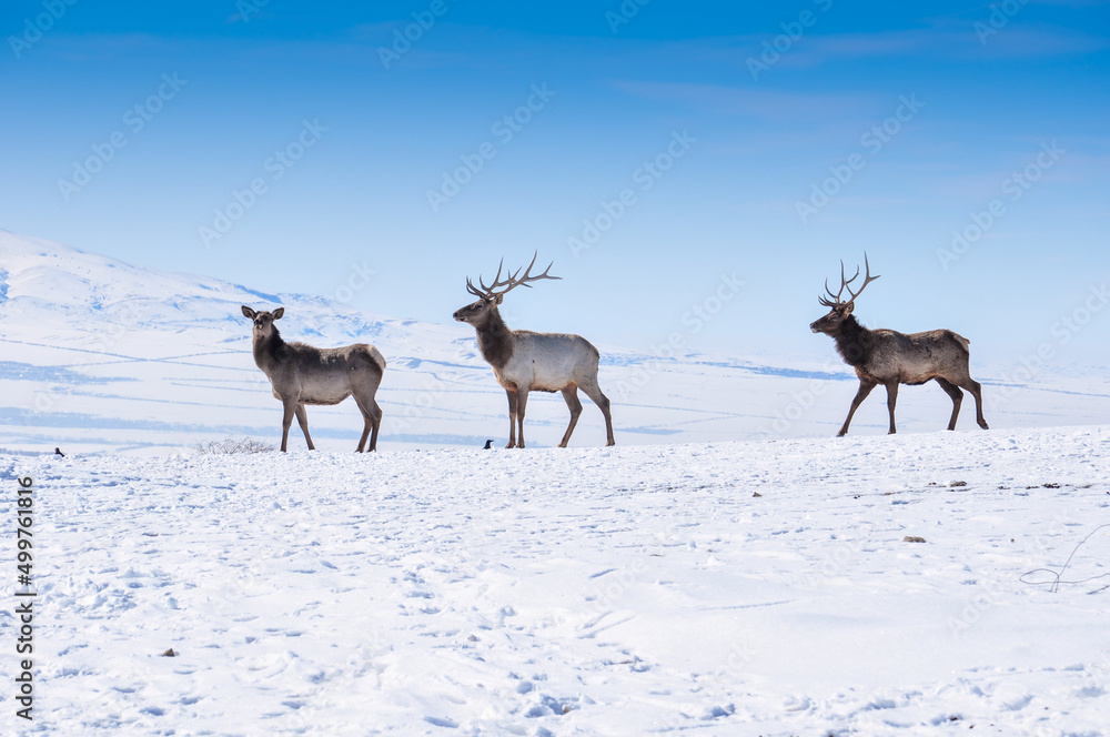 Deer in the snow in the natural streak of the nature reserve in the mountains. The symbol of the New Year and Christmas of the team of Santa Claus, the leader of the pack of the leader of the reindeer Deer in the snow in the natural streak of the nature reserve in the mountains. The symbol of the New Year and Christmas of the team of Santa Claus, the leader of the pack of the leader of the reindeer