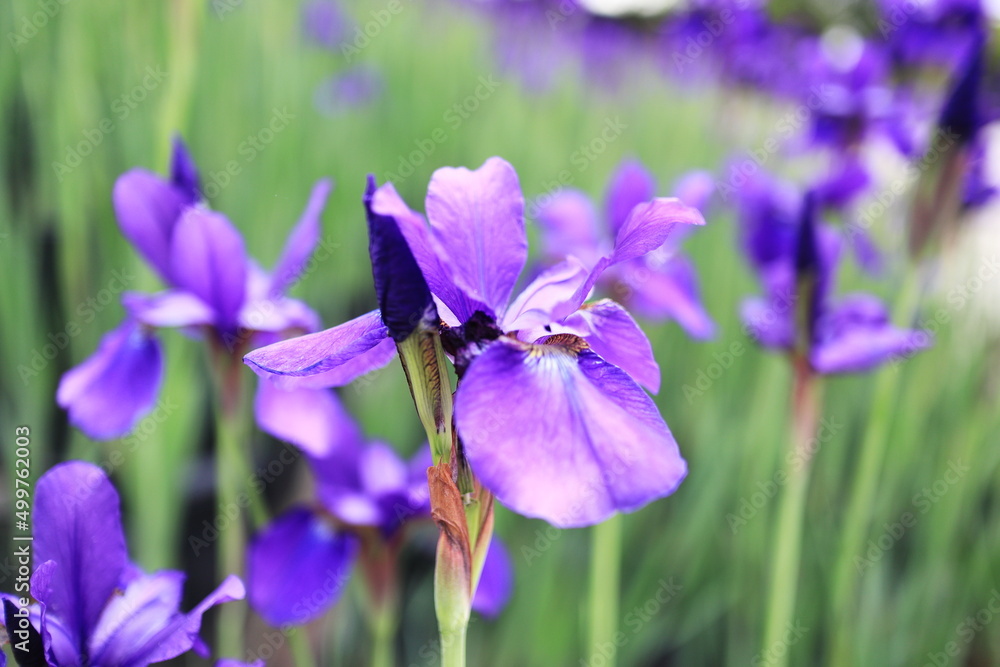 綺麗な紫色の花を咲かすアヤメ