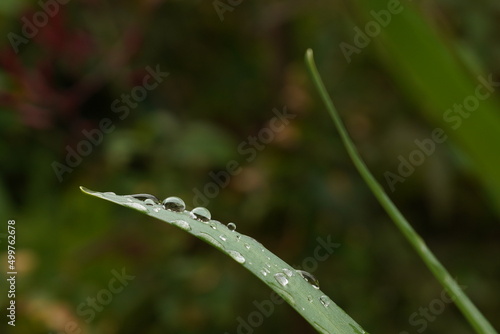草の上の雨粒 葉に滴る水泡 滴 雨の後 天使の雨粒