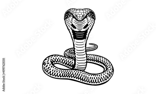 King cobra on white background, vector, illustration logo, sign, emblem. photo