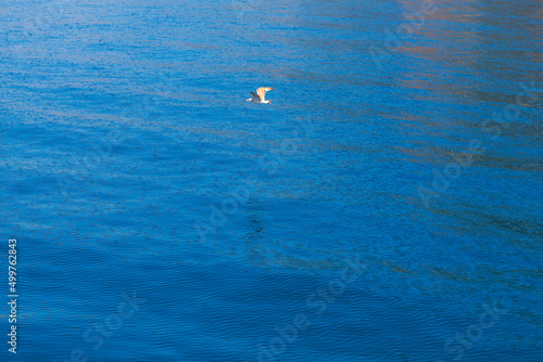 Seagull flying over the sea . Birds flying above water © russieseo