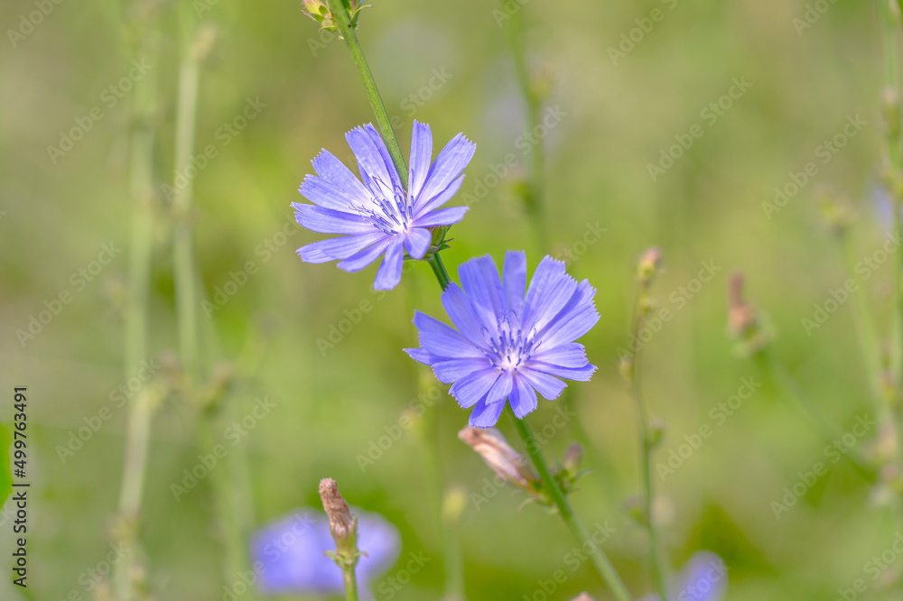 Common Chicory. Cichorium intybus. Blooming chicory in summer field. Common Chicory. Cichorium intybus. Blooming chicory in summer field.