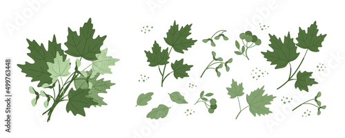Set with a bouquet of green maple leaves, twigs and seeds isolated on a white background. Leaves for the design of greeting cards, holiday banners and posters. Flat vector illustration.