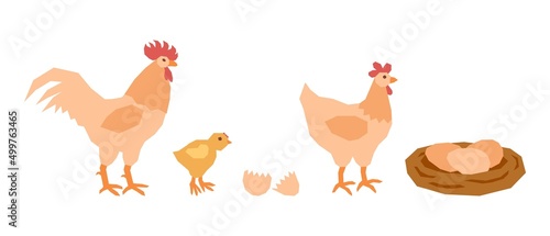 A set of a mama chicken, a little chicken, a rooster dad and a nest of eggs. Vector illustration in flat style.