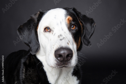 dog in photo studio