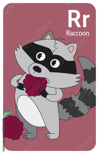 Raccoon R letter. A-Z Alphabet collection with cute cartoon animals in 2D. Raccoon standing and eating raspberries. Grey raccoon is looking aside like it watching show. Hand-drawn funny simple style.