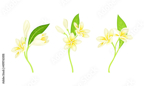 Frangipani flowers with leaves set. Blooming jasmine plant vector illustration