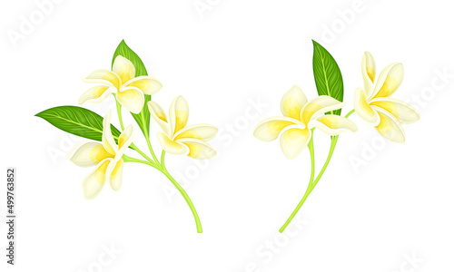 Frangipani or plumeria flowers with leaves set. Blooming exotic plant vector illustration
