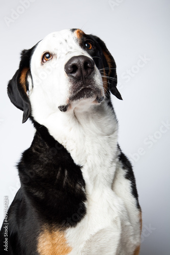 portait of a dog