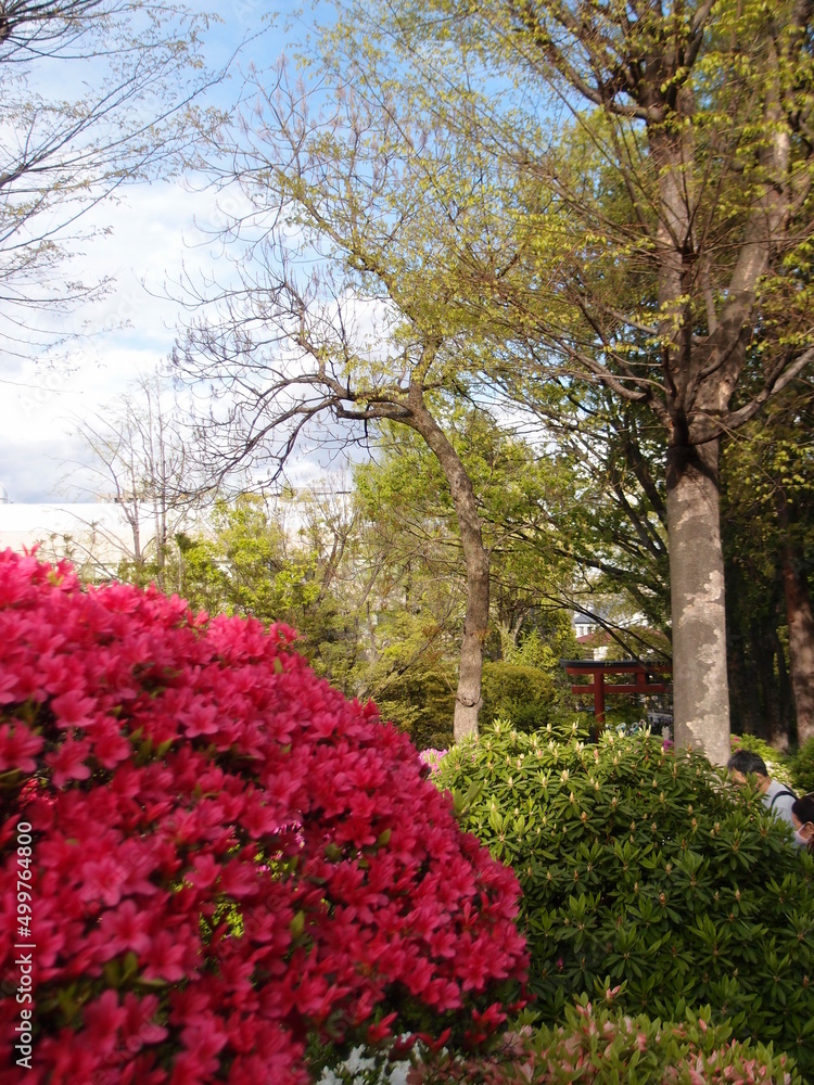 Beautiful Azalea blossoms at Japanese shrine festival of the “Tsutsuji (Azalea)