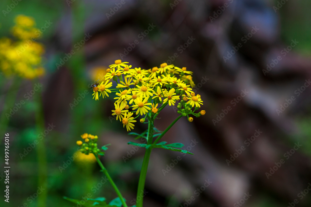 Obraz premium Rosinweed blooming in the spring time