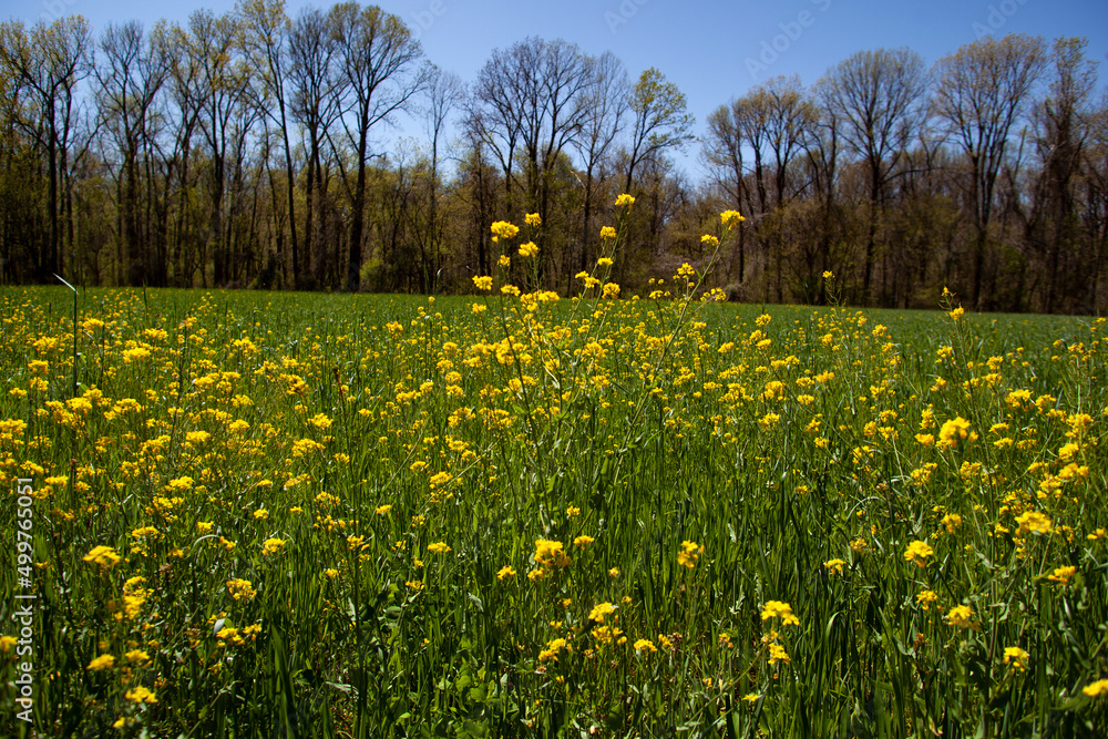 Obraz premium Rosinweed blooming in the spring time