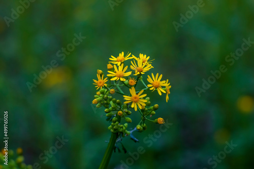  Rosinweed blooming in the spring time