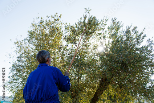 Unrecognizable man working in the field picking olives on a sunny day dressed in blue.
