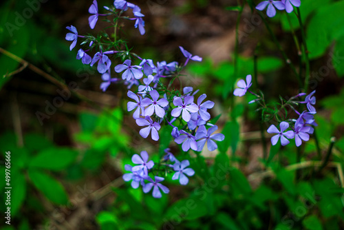 Blue Moon (Wild Blue Phlox), Woodland Phlox, Sweet William’ Blue Moon’, blooming in the spring time.