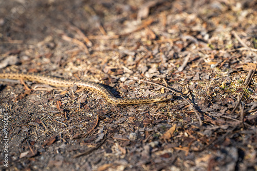Young Pacific gopher snake (Pituophis catenifer catenifer) slithers on the ground. © Olga
