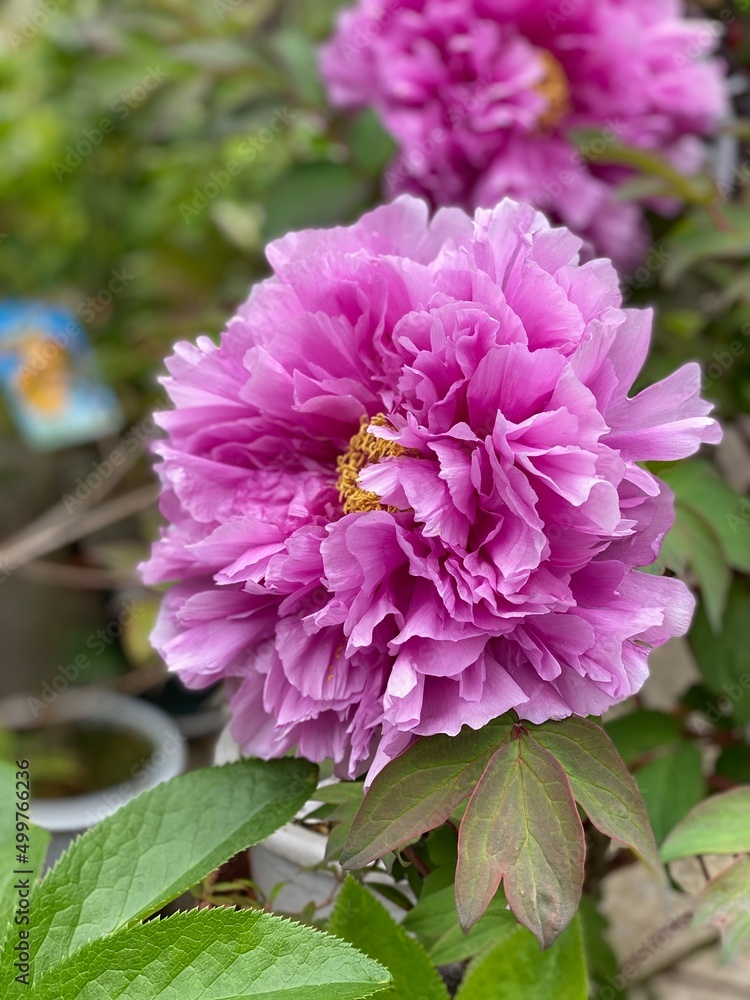 Fototapeta premium Japanese peony, “Shakuyaku” in purple pink, on the street of Nezu Tokyo Japan, spring 2022
