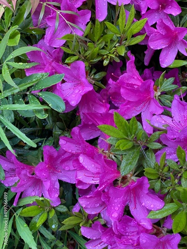 “Tsutsuji” Azalea flower of Japan, street of Nezu Tokyo, spring 2022 photo