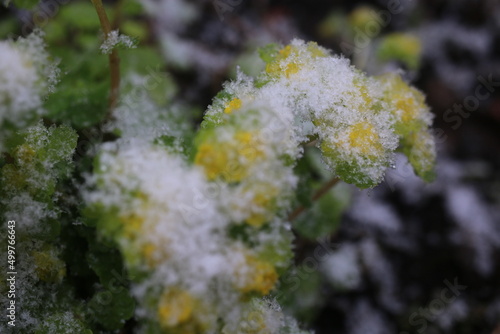 Śledziennica skrętolistna Chrysosplenium alternifolium winter